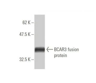 BCAR3 Antibody (3G4) - Western Blotting - Image 348964