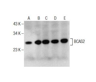 BCAS2 Antibody (F-5) - Western Blotting - Image 155933 
