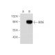 BChE Antibody (D-5) - Western Blotting - Image 284397