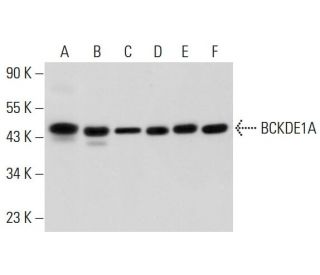 BCKDE1A Antibody (H-5) - Western Blotting - Image 304653 
