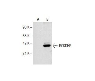 BCKDHB Antibody (H-6) - Western Blotting - Image 154047 