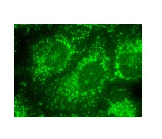 BCKDK Antibody (E-12) - Immunofluorescence - Image 152341 