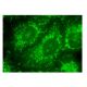 BCKDK Antibody (E-12) - Immunofluorescence - Image 152341 