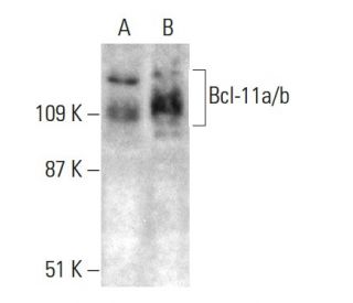Bcl-11a/b Antibody (F-10) - Western Blotting - Image 364818 