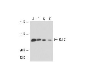 Bcl-2 Antibody (100/D5) - Western Blotting - Image 16164 