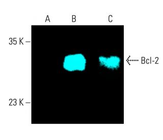 Bcl-2 Antibody (10C4) - Western Blotting - Image 401458 