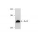Bcl-2 Antibody (12) - Western Blotting - Image 72863 