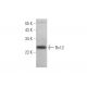 Bcl-2 Antibody (12) - Western Blotting - Image 350012