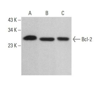 Bcl-2 Antibody (12) - Western Blotting - Image 379628 