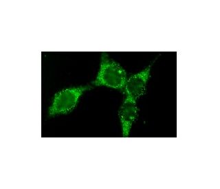 Bcl-2 Antibody (4C11) - Immunofluorescence - Image 114