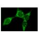 Bcl-2 Antibody (4C11) - Immunofluorescence - Image 114