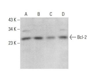 Bcl-2 Antibody (5K140) - Western Blotting - Image 377565 