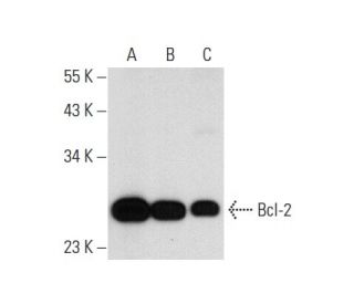 Bcl-2 Antibody (7) - Western Blotting - Image 72864 