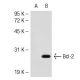 Bcl-2 Antibody (YTH10C4) - Western Blotting - Image 51270 