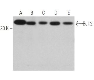 Bcl-2 Antibody (C-2) - Western Blotting - Image 361603