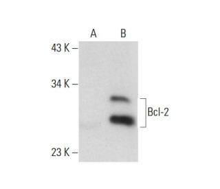 Bcl-2 (7): sc-130308. Western blot analysis of Bcl-2 expression in... 