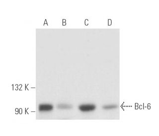 Bcl-6 Antibody (0.N.26) - Western Blotting - Image 17097 