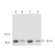 Bcl-6 Antibody (0.N.26) - Western Blotting - Image 17097 