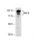 Bcl-6 Antibody (0.N.26) - Western Blotting - Image 39534