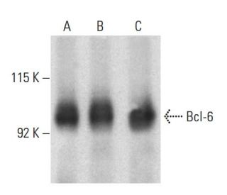 Bcl-6 Antibody (D-8) - Western Blotting - Image 399001 