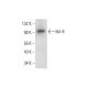 Bcl-6 Antibody (H-12) - Western Blotting - Image 142703