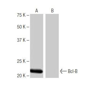 Bcl-B Antibody (3B4) - Western Blotting - Image 64868