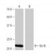 Bcl-B Antibody (3B4) - Western Blotting - Image 64868