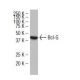 Bcl-G Antibody (QQ2) - Western Blotting - Image 34577