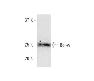 Bcl-w Antibody (2E4) - Western Blotting - Image 347535Each CRISPR/Cas9 Knockout (KO) Plasmid product consists of a pool of 3 plasmids designed to ensure identification and cleavage of a specific gene for maximum knockout efficiency. Each plasmid encodes a unique 20 nt sequence derived from the GeCKO (v2) library.