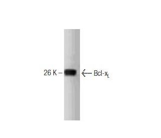 Bcl-x<sub>L</sub>(44) - Western Blotting - Image 127514