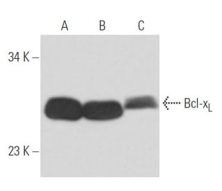Bcl-x<sub>L</sub> Antibody (7B2.5) - Western Blotting - Image 16165 