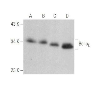 Bcl-x<sub>L</sub> Antibody (H-5) - Western Blotting - Image 352810 