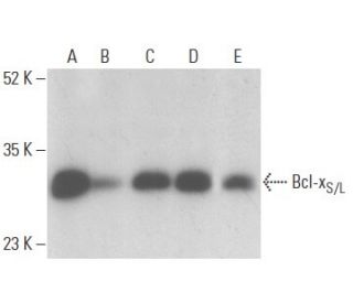 Bcl-x<sub>S/L Antibody (</sub>2H12) - Western Blotting - Image 399143