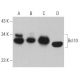Bcl10 Antibody (151) - Western Blotting - Image 361850 