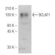 BCLAF1 Antibody (M33-P5B11) - Western Blotting - Image 47834