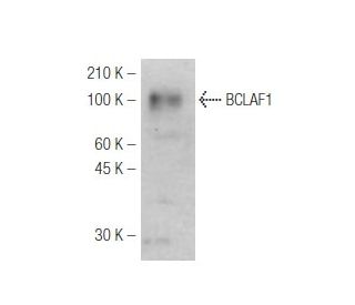 BCLAF1 Antibody (M33-P5B11) - Western Blotting - Image 47834SAM Transcription Activation: SAM system utilizing dCas9-VP64, MS2-P65-HSF1, and sgRNA for precise gene transcription activation.