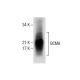 BCMA Antibody (G-4) - Western Blotting - Image 287842