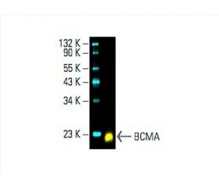 BCMA Antibody (D-6) - Western Blotting - Image 392778