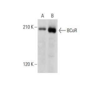 BCoR Antibody (C-10) - Western Blotting - Image 323824 