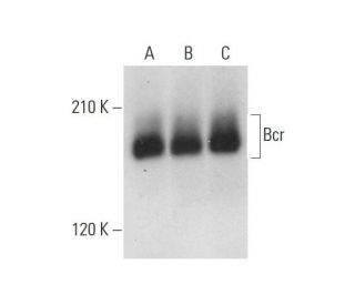 Bcr Antibody (A-1) - Western Blotting - Image 318434 