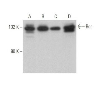 Bcr Antibody (B-12) - Western Blotting - Image 352842 