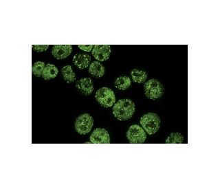 Bcr Antibody (H-5) - Immunofluorescence - Image 15109 