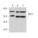 BDP1 Antibody (B-6) - Western Blotting - Image 369824 
