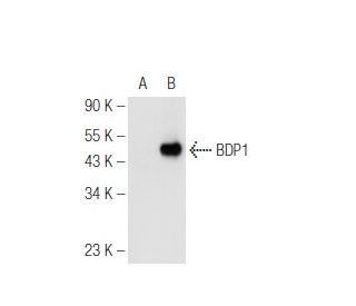 BDP1 Antibody (C-2) - Western Blotting - Image 93729