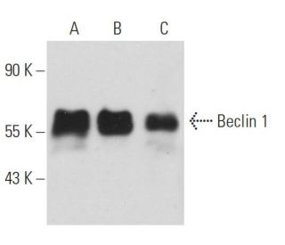 BECN1/Beclin-1 Antibody (E-8) - Western Blotting - Image 11776