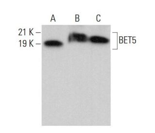 BET5 Antibody (B-4) - Western Blotting - Image 375605 