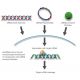 RNAi-directed mRNA Cleavage 