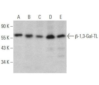 &beta;-1,3-Gal-TL Antibody (C-1) - Western Blotting - Image 356215 