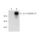 β-1,4-GalNAc-T2 Antibody (G-1) - Western Blotting - Image 294809