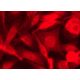 β-2-Microglobulin Antibody (S19.8) - Immunofluorescence - Image 390898